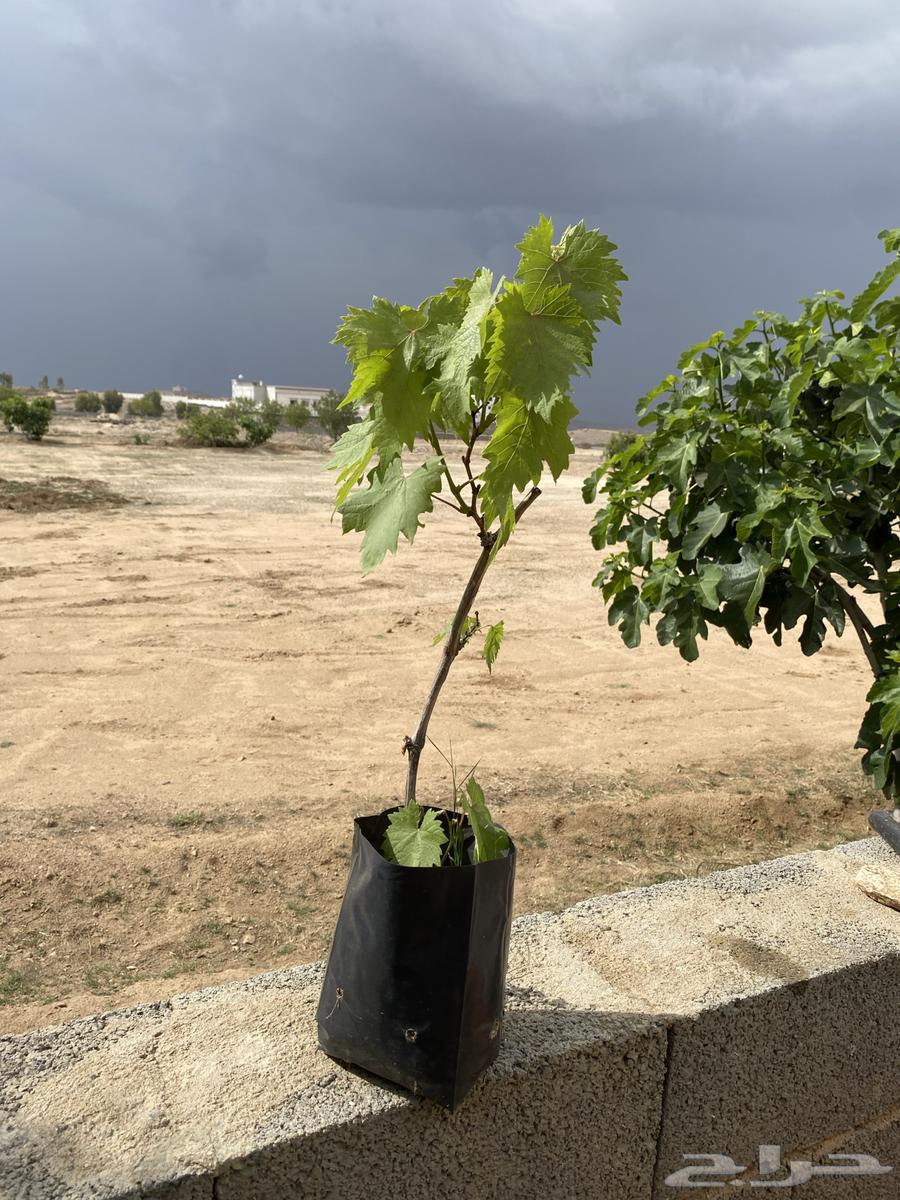 Very delicious grape seedlings63061492151939111