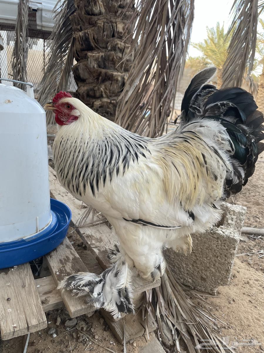 These Brahma63079788121347116