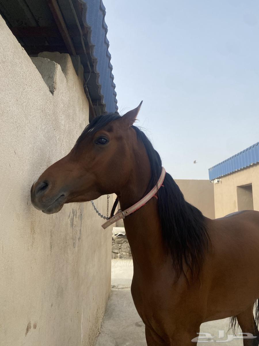 حصان عربي630592372611851115
