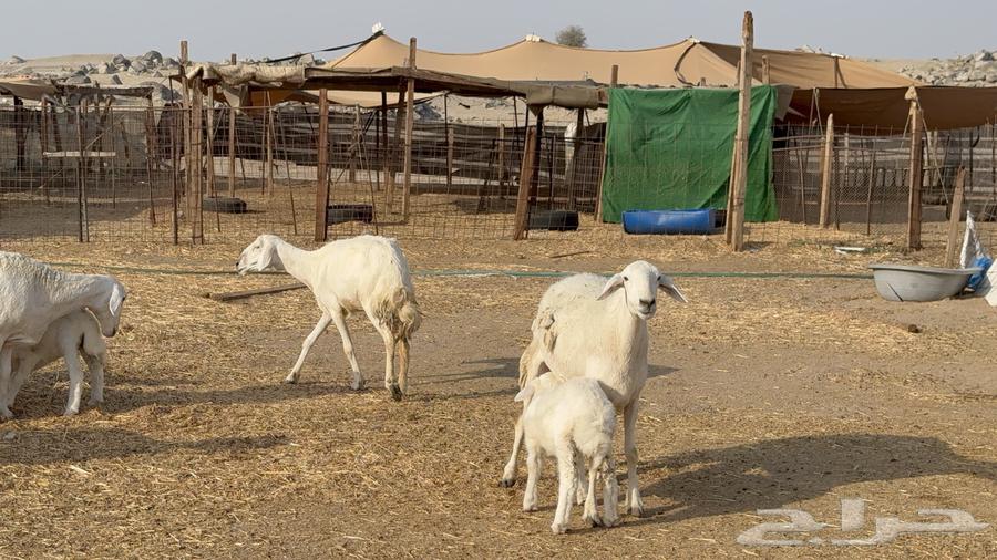 Sheep freedoms behind the forest kind male 63 with her 63 and males63060771662977111
