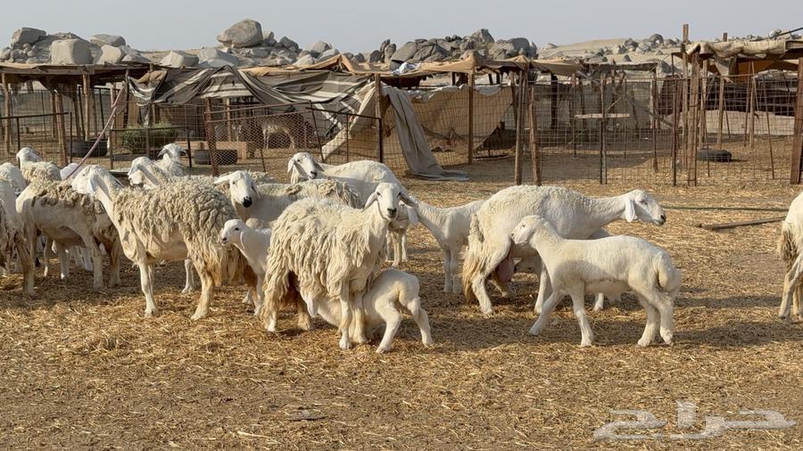 Sheep freedoms behind the forest kind male 63 with her 63 and males63060771662977113