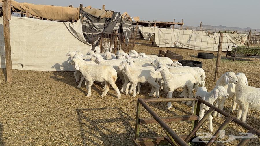 Sheep freedoms behind the forest kind male 63 with her 63 and males63060771662977112