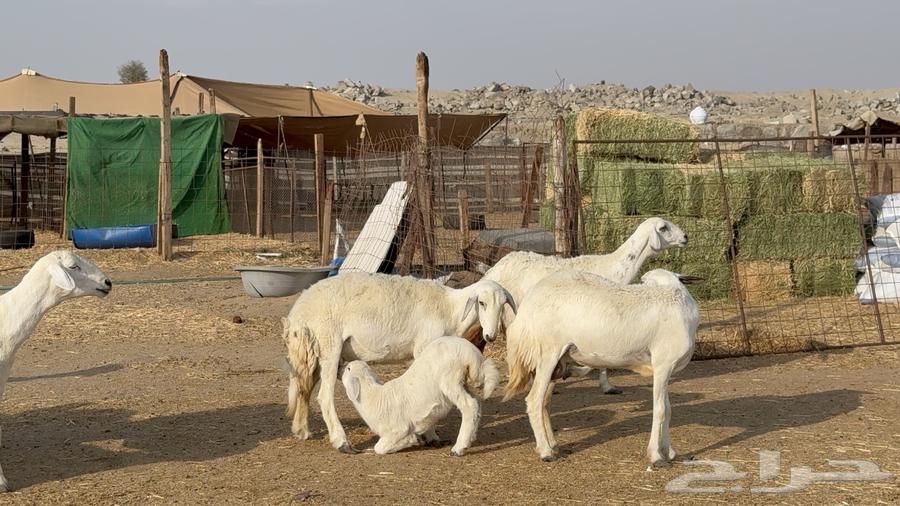 Sheep freedoms behind the forest kind male 63 with her 63 and males63060771662977114