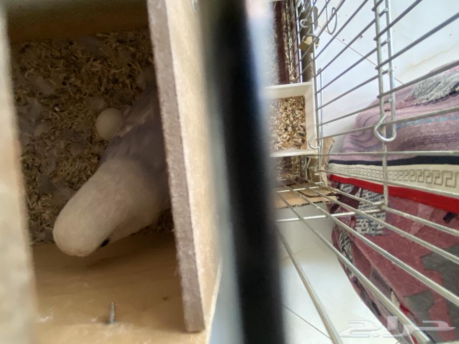 Birds63064432751234112