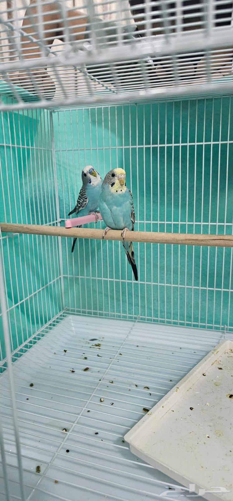 Budgerigar birds63060771669121111