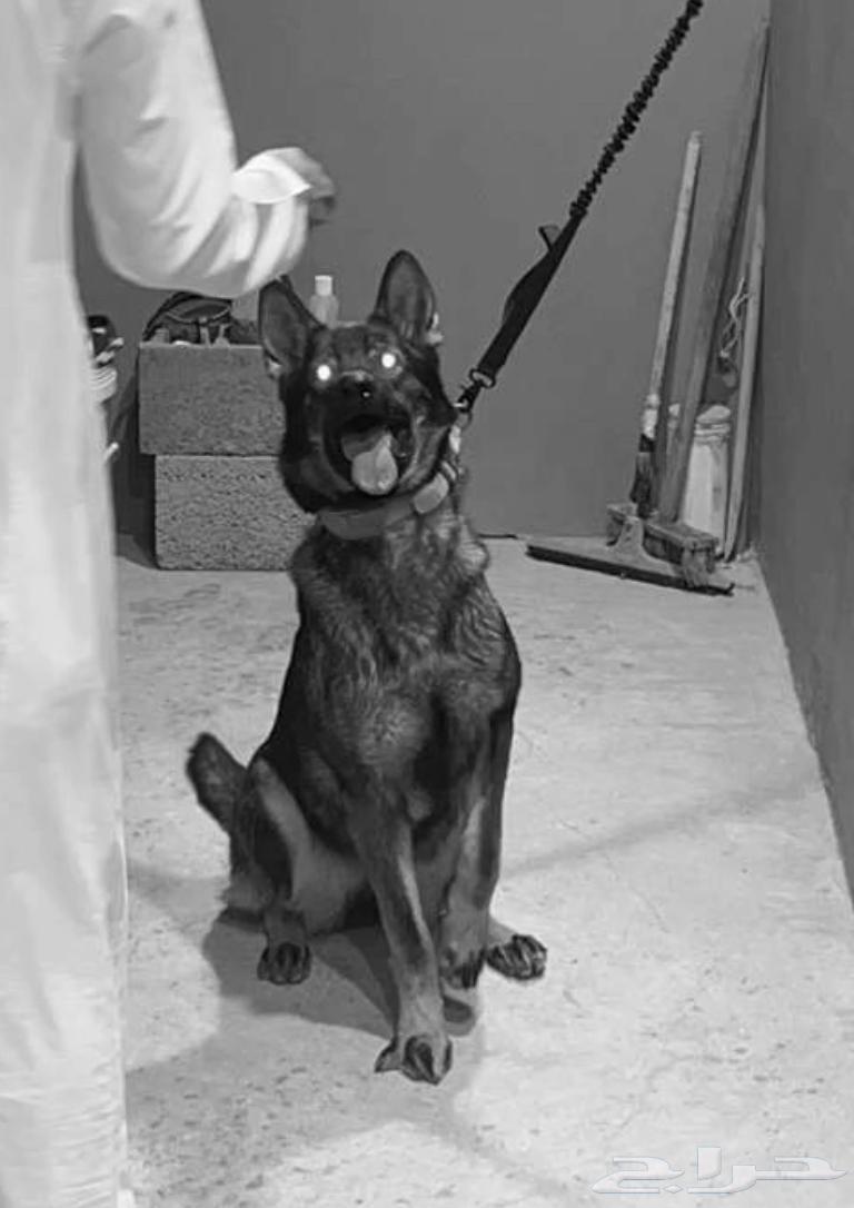 For sale female German Shepherd dog63060008721026112