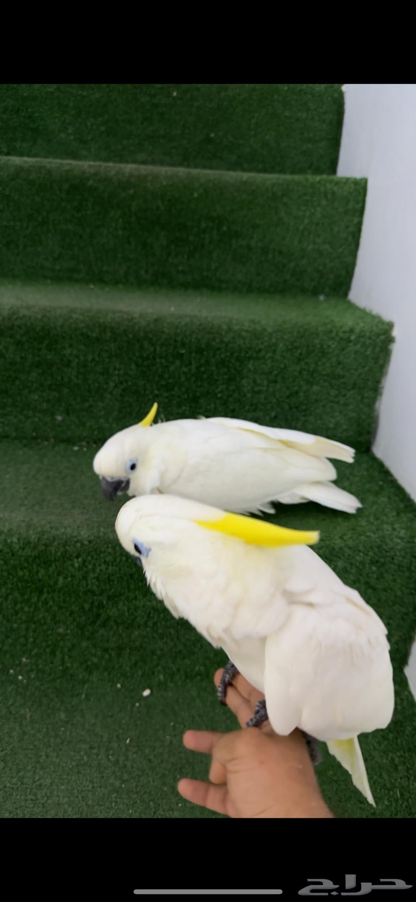 Available set of cockatoo, macaw, amazon parrots, whole and individual63061099014403113