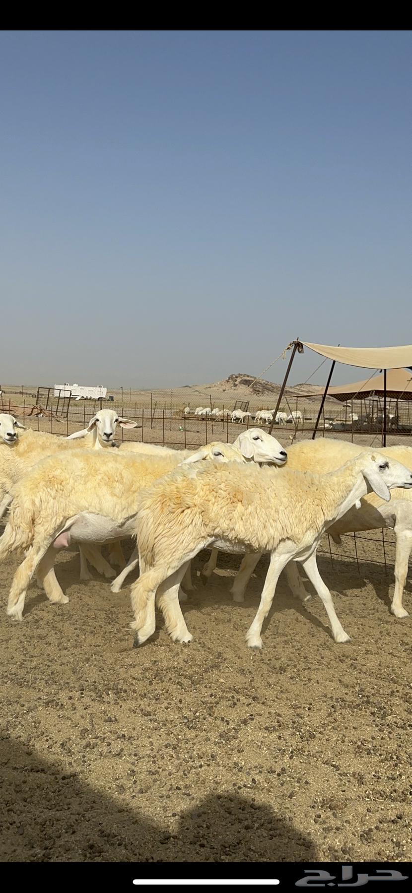 Sheep freedom Rkhal breed breed Mraah good 60 Balafhool63061103605377113