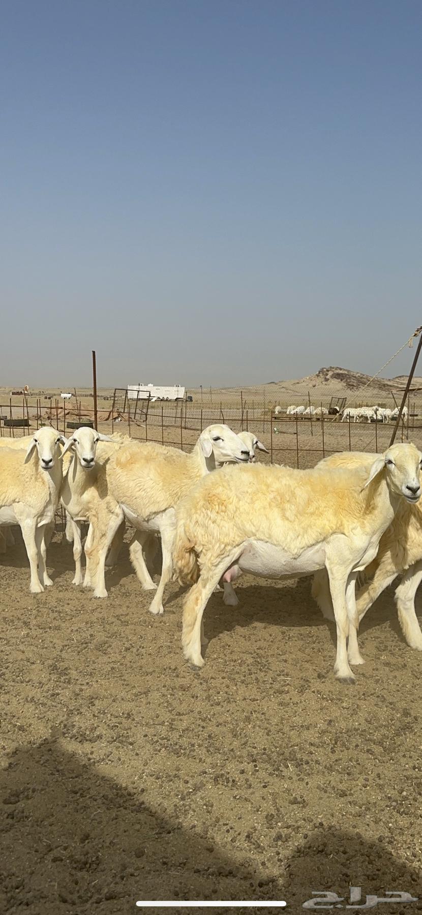 Sheep freedom Rkhal breed breed Mraah good 60 Balafhool63061103605377114