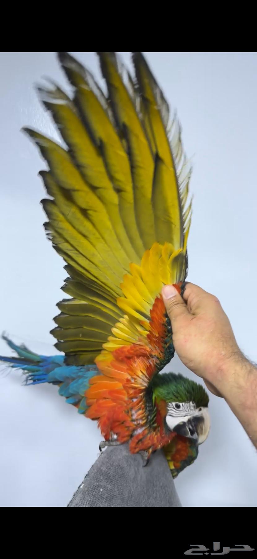 Available set of cockatoo, macaw, amazon parrots, whole and individual63061099014403114