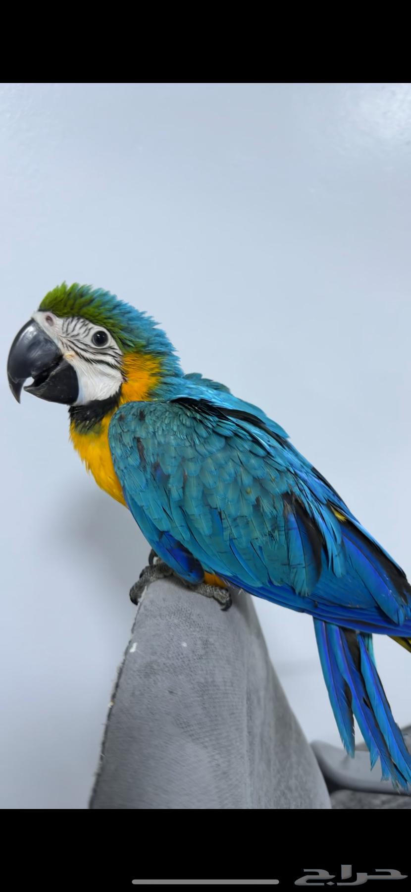 Available set of cockatoo, macaw, amazon parrots, whole and individual63061099014403111