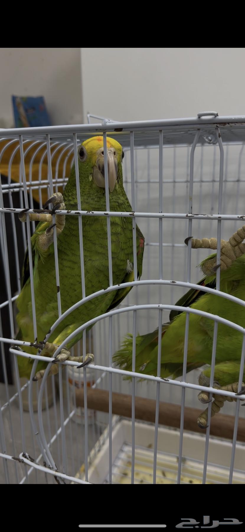 Available set of cockatoo, macaw, amazon parrots, whole and individual63061099014403112