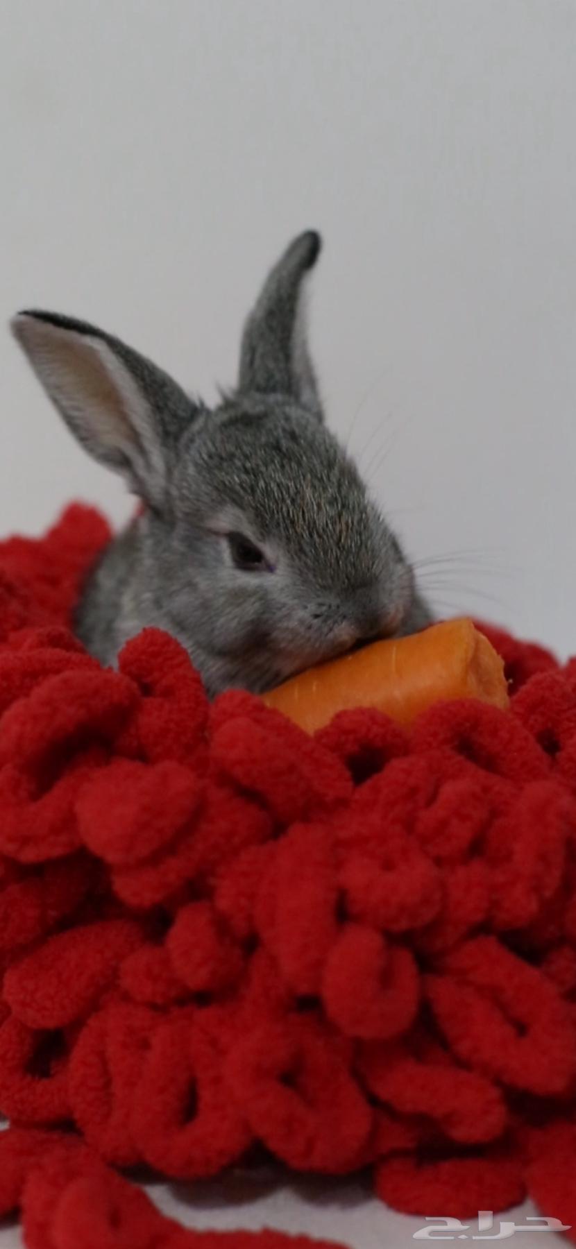 Rabbits for sale63060736299395111
