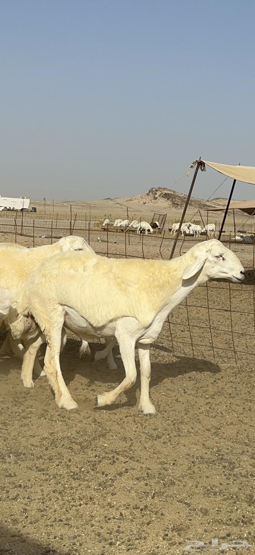 Sheep freedom Rkhal breed breed Mraah good 60 Balafhool63061103605377112