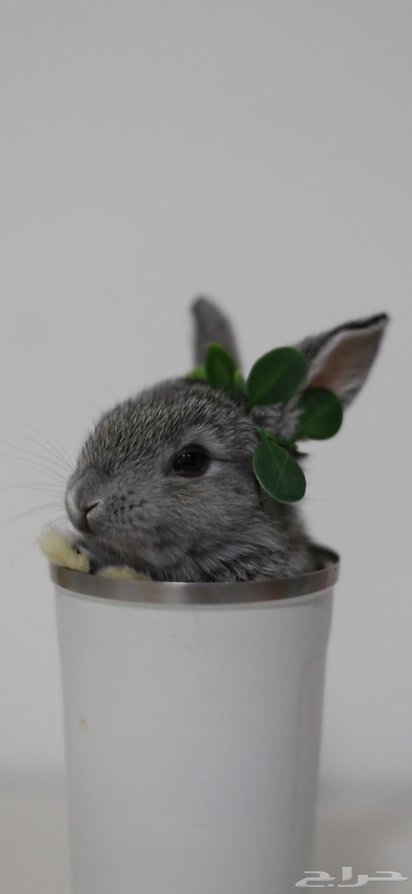 Rabbits for sale63060736299395112