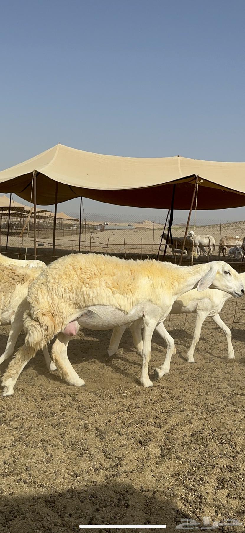 Sheep freedom Rkhal breed breed Mraah good 60 Balafhool63061103605377111