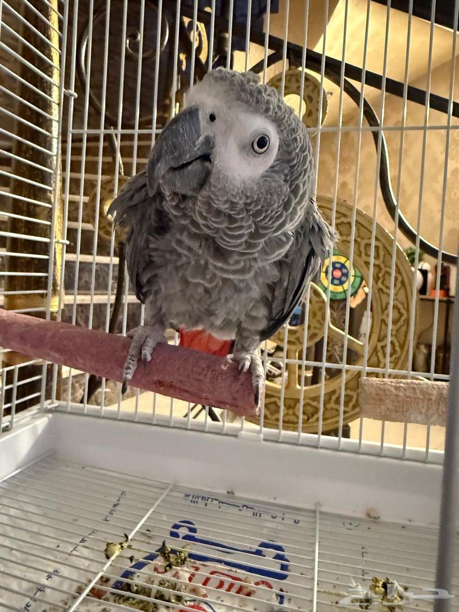 For sale parrot63060751777154111