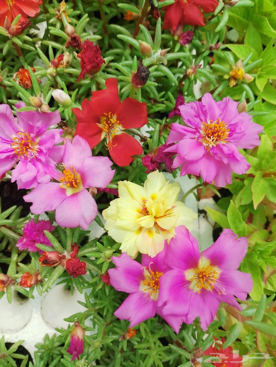 Everlasting flowers63061837621122111