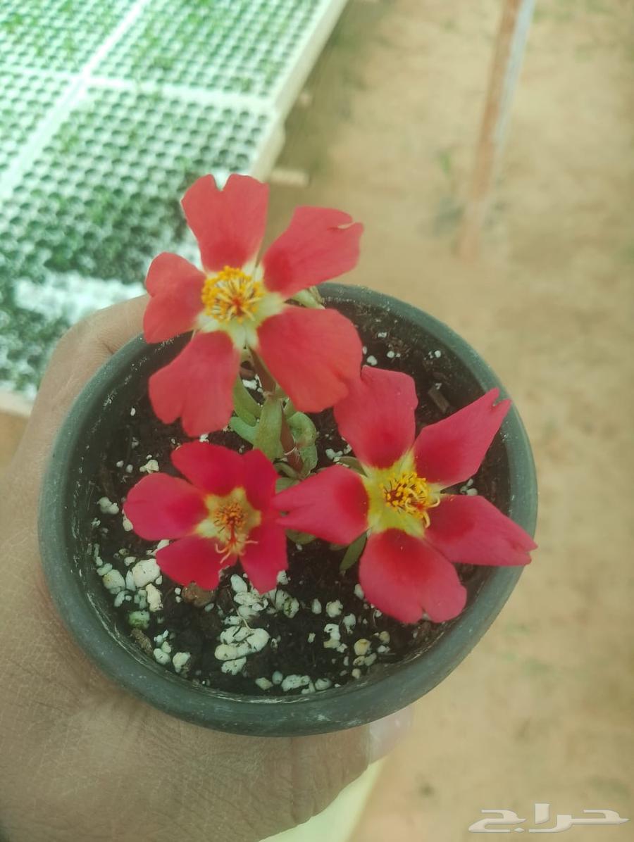 Everlasting flowers630618376211221126