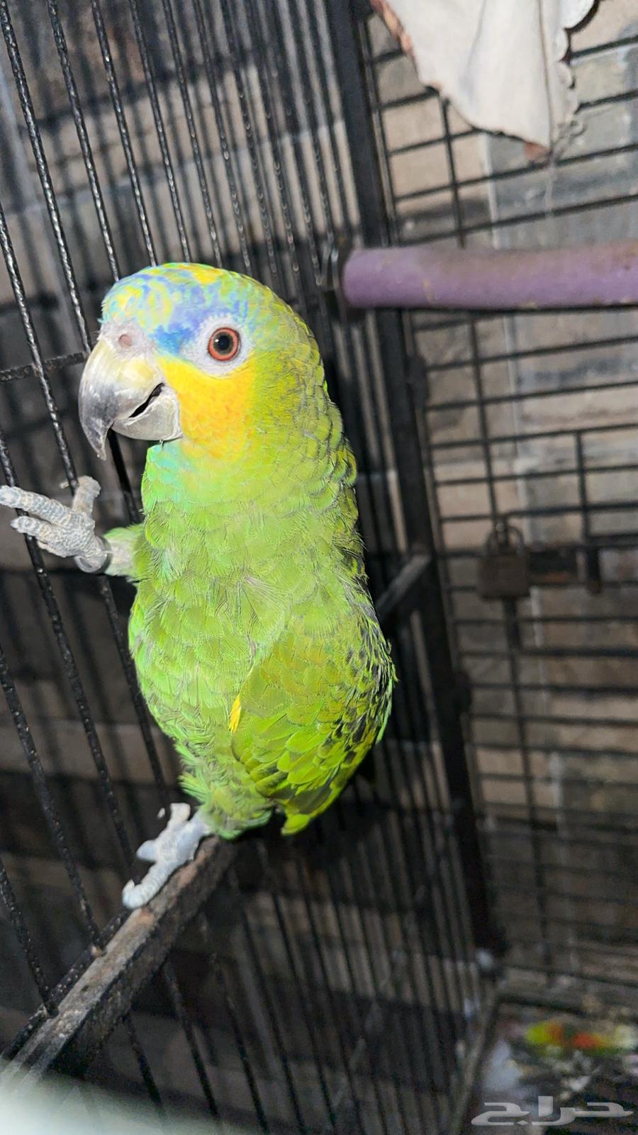 Amazonian parrot63059255138049113
