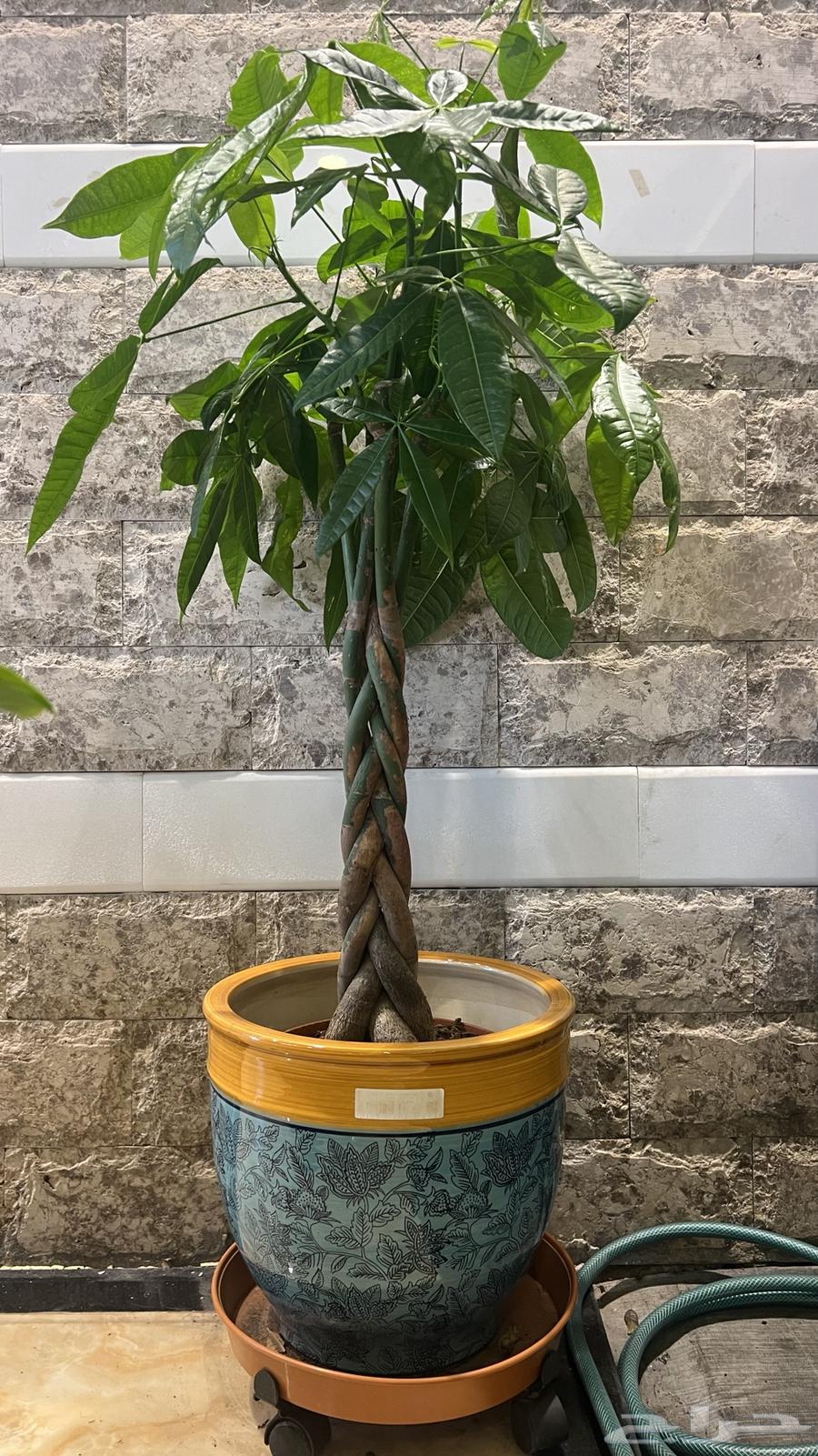 أشجار داخليه طبيعي64527474527235110