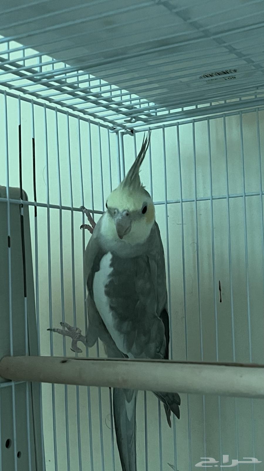 ذكر كروان سينامون باستل فيس دومنيت (((تم البيع)))63085566208641112