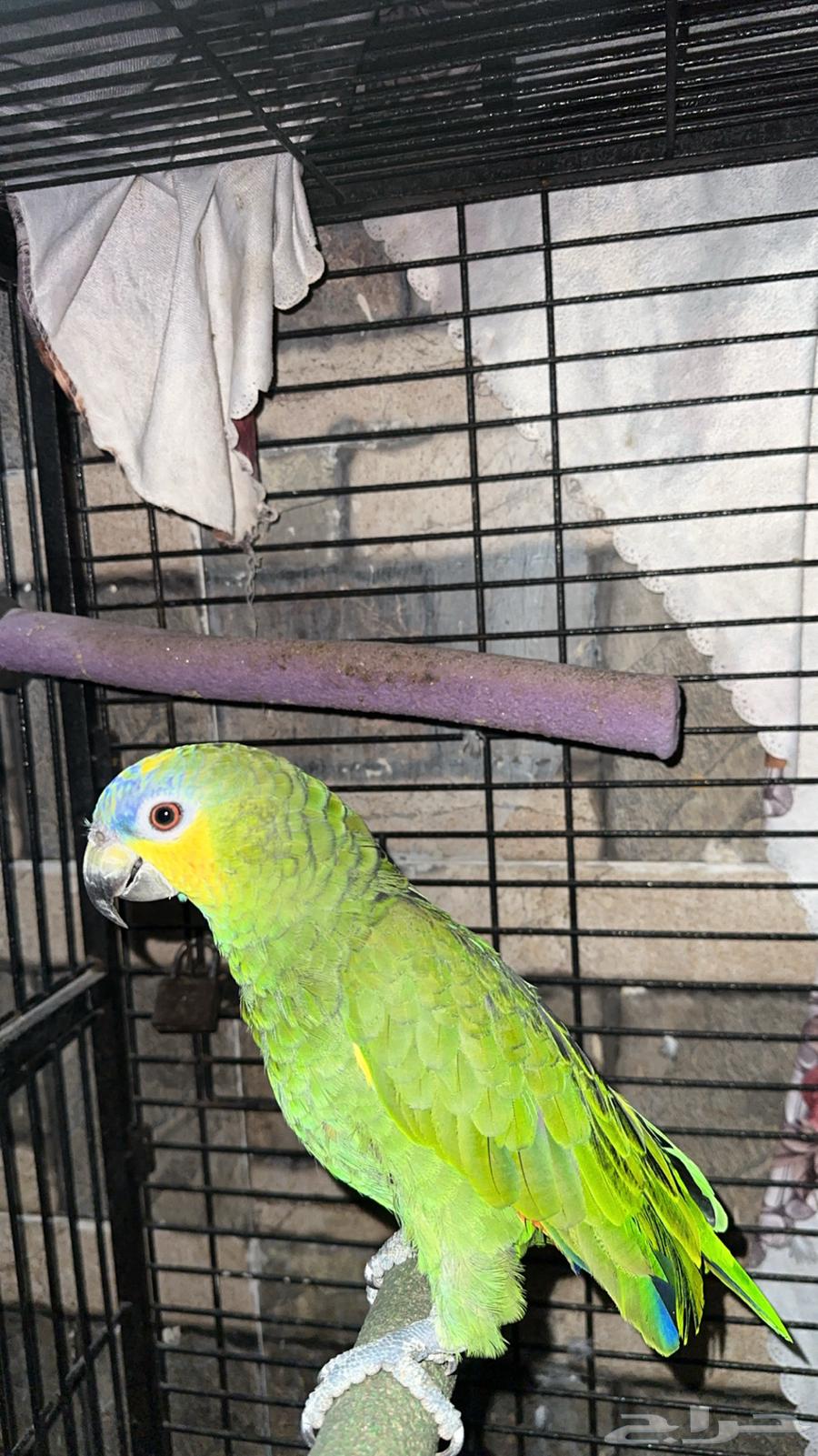 Amazonian parrot63059255138049111