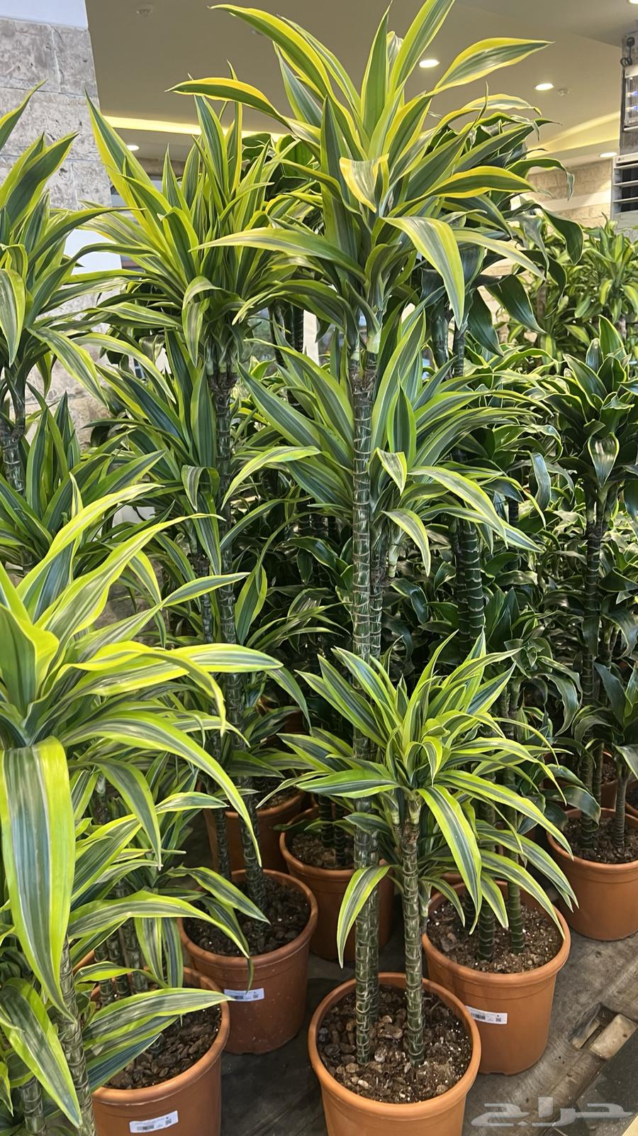 أشجار داخليه طبيعي64527474527235111