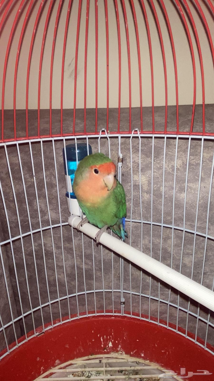 Bird day63058821569026111