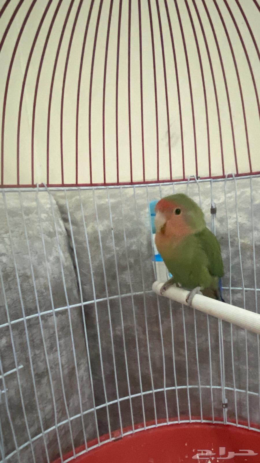 Bird day63058821569026113