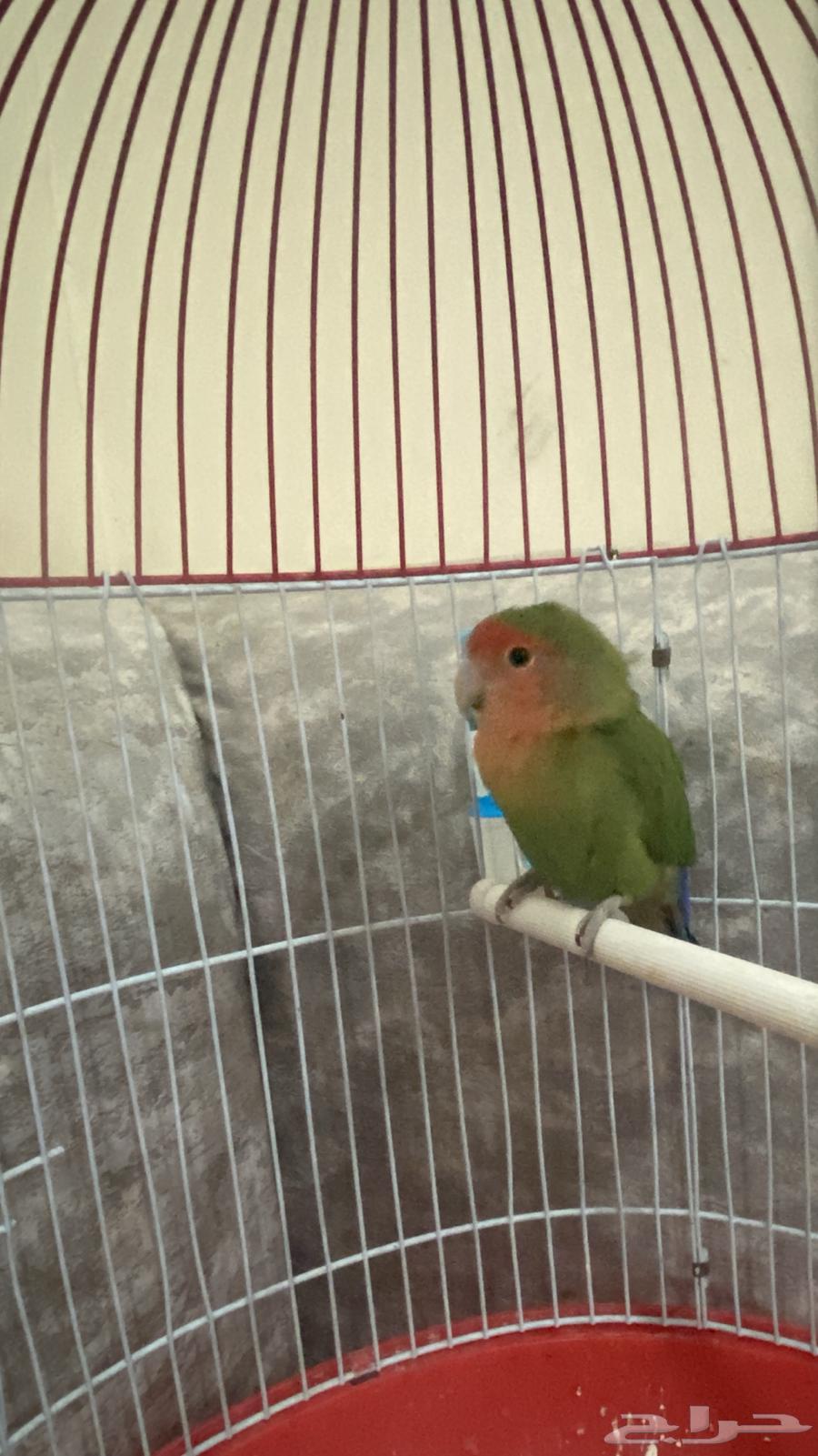Bird day63058821569026114