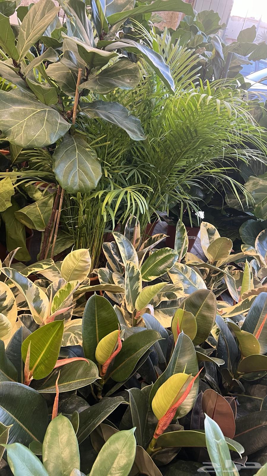 أشجار داخليه طبيعي64527474527235114