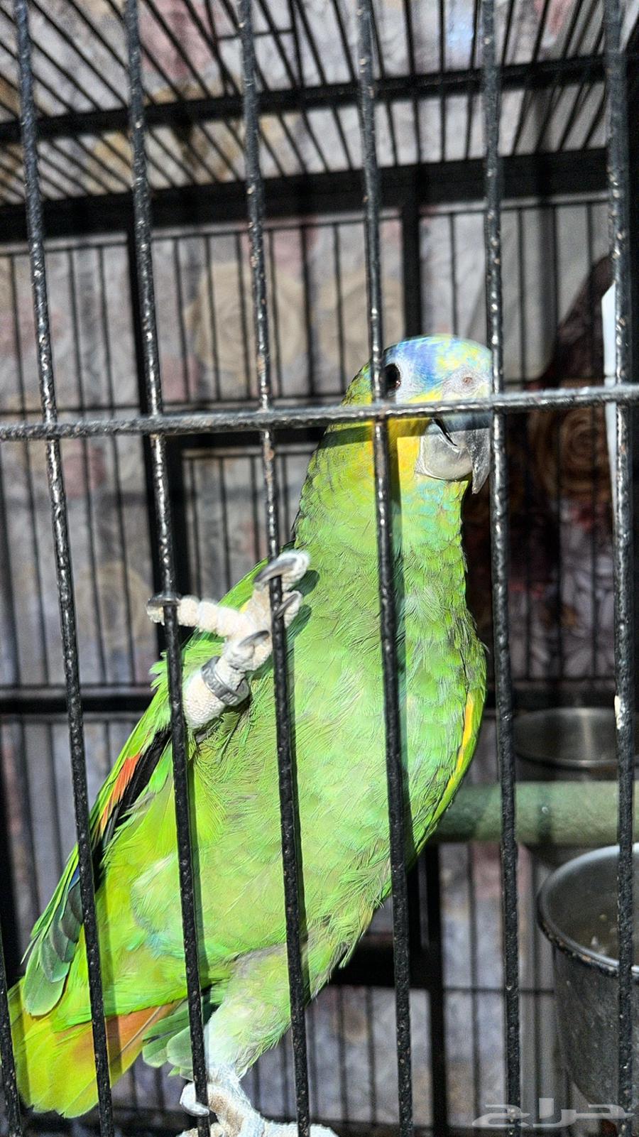 Amazonian parrot63059255138049112