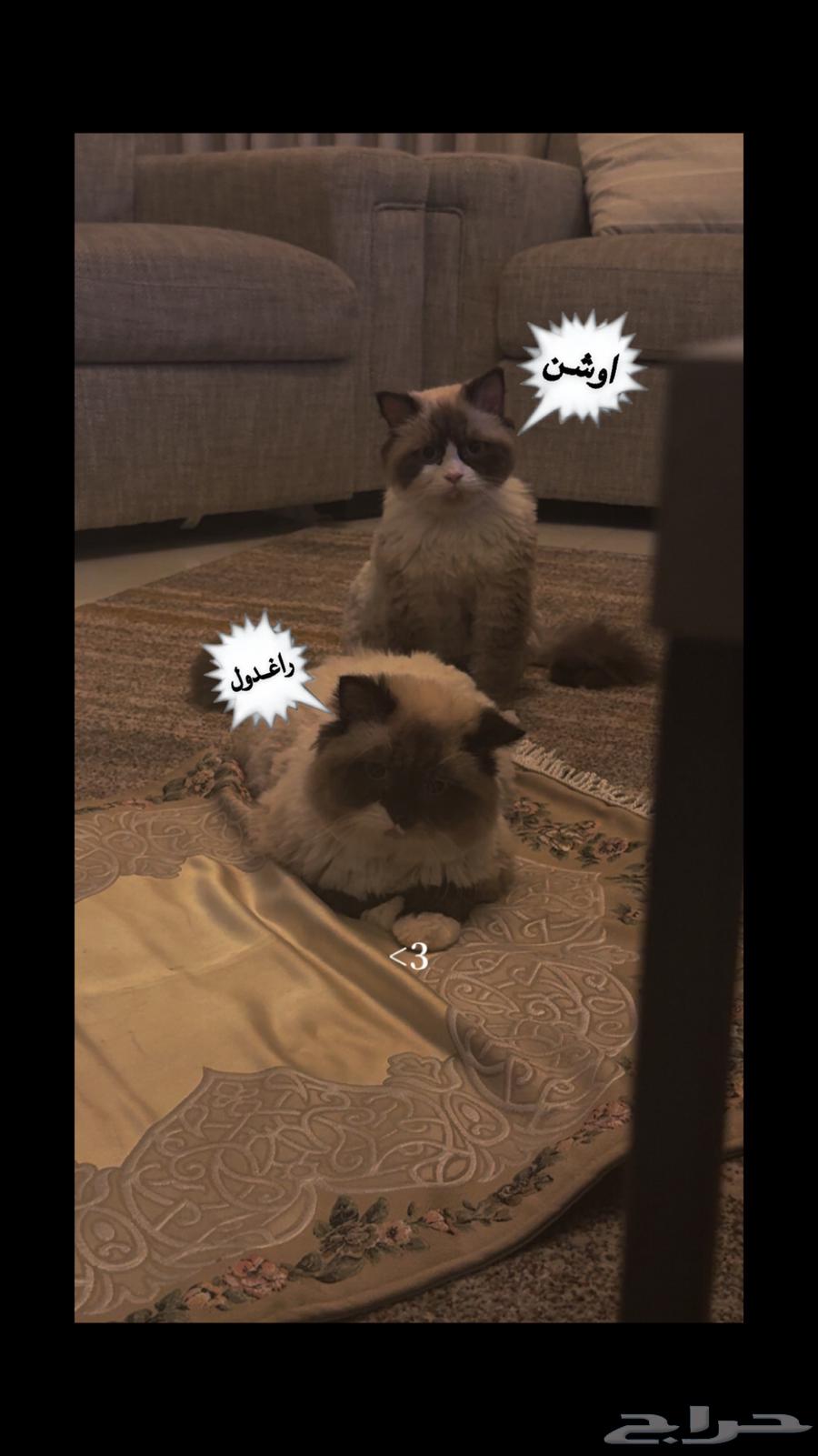 Ragdoll Himalayan cats are rare630584131745291116