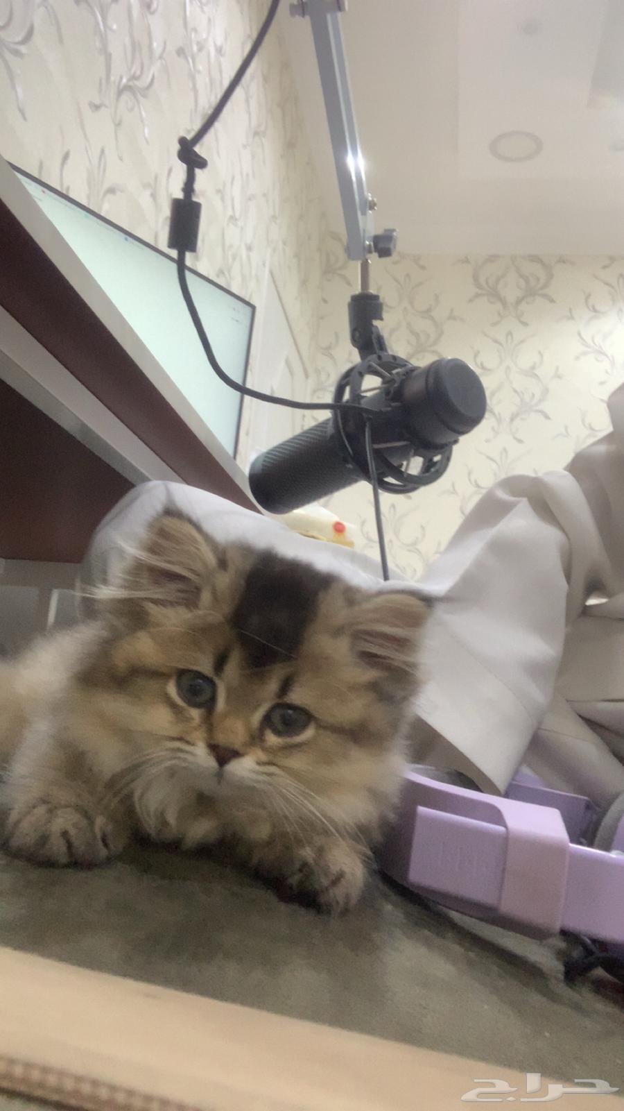 قطوه لبيع63059263757569112