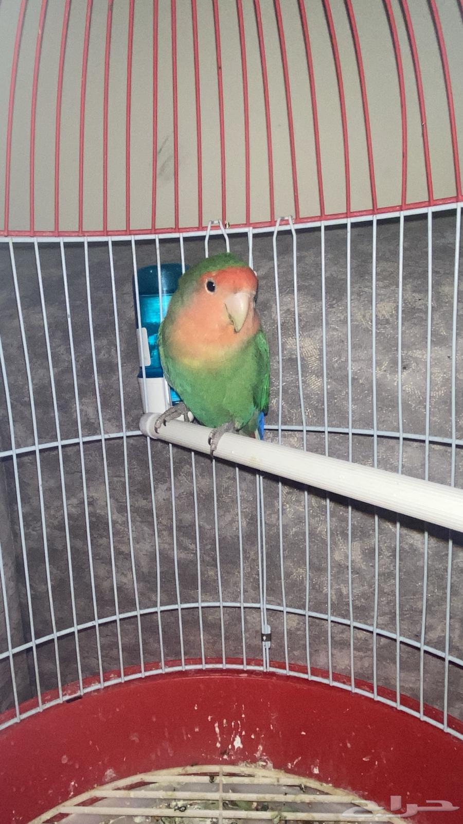 Bird day63058821569026112