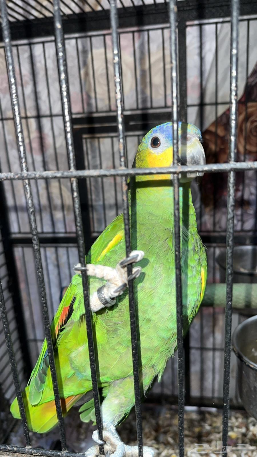 Amazonian parrot63059255138049114