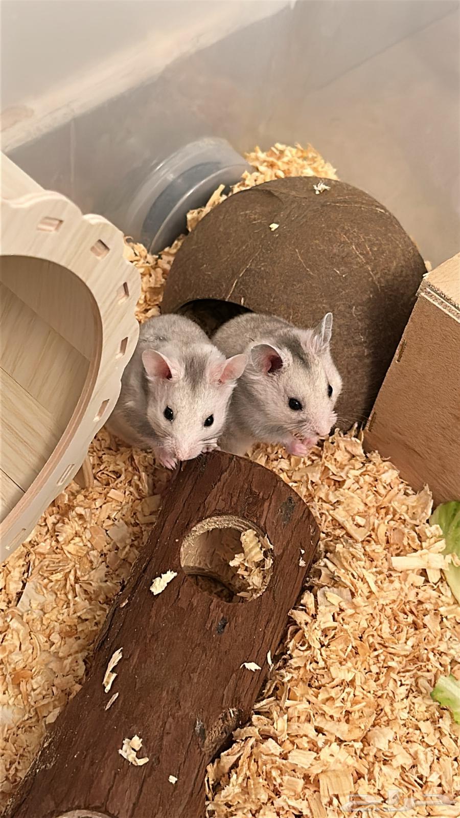 Hamster63058805197698111