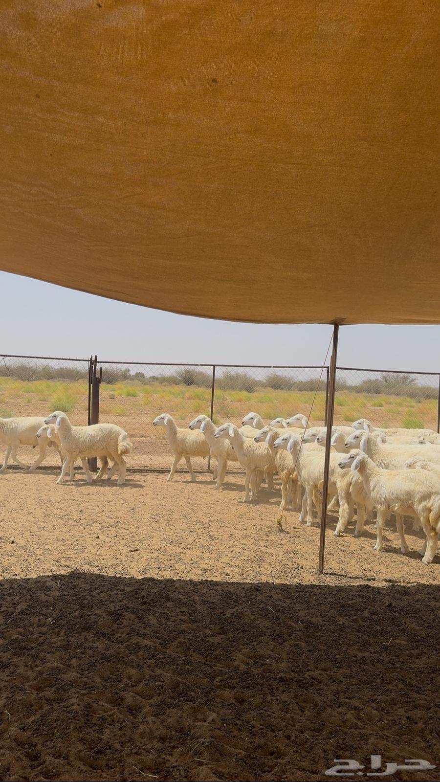 Talyan and Rikhal are selling sacrificial animals for sale.63058425288067114