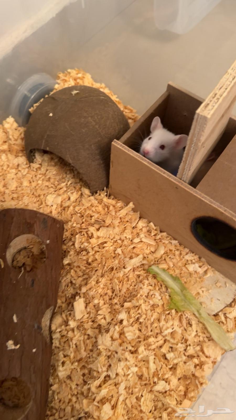 Hamster63058805197698113
