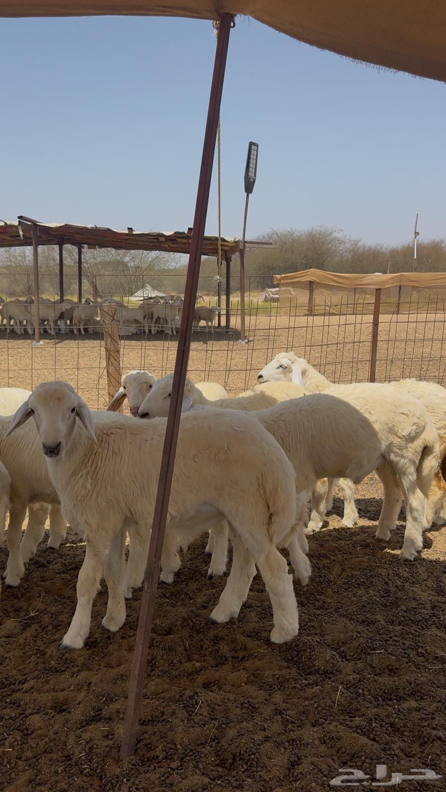 Talyan and Rikhal are selling sacrificial animals for sale.63058425288067111