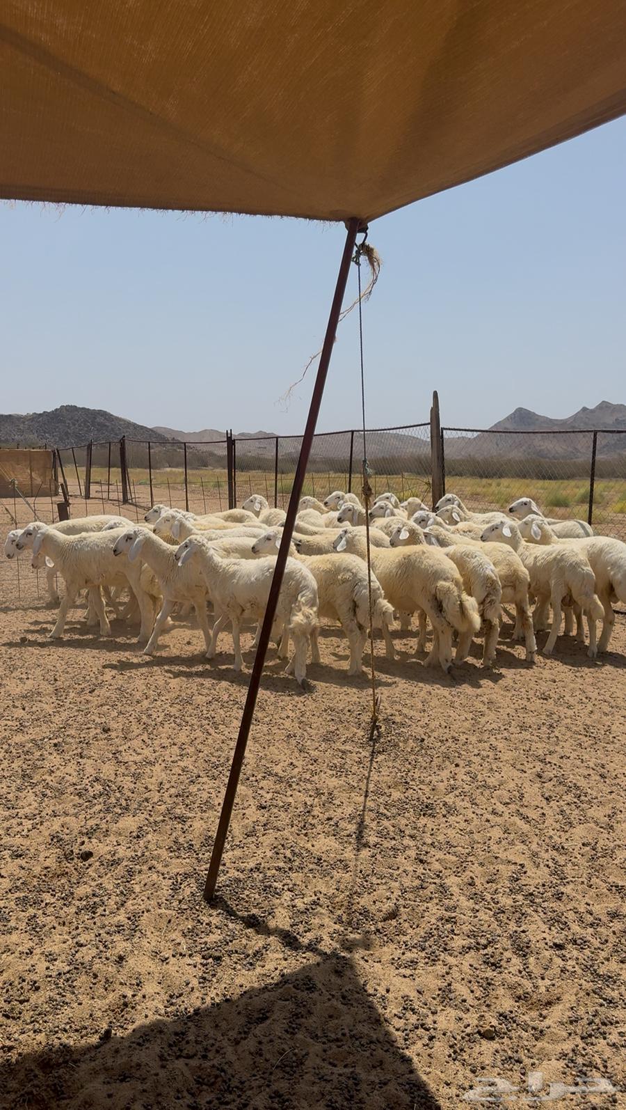 Talyan and Rikhal are selling sacrificial animals for sale.63058425288067112