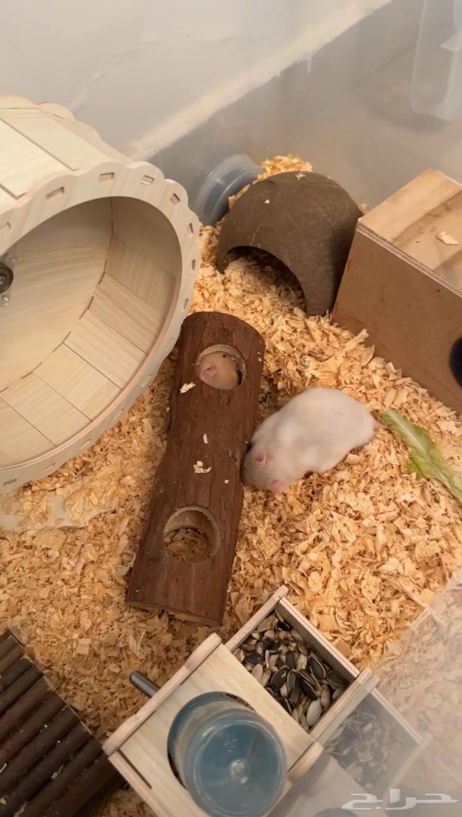 Hamster63058805197698112