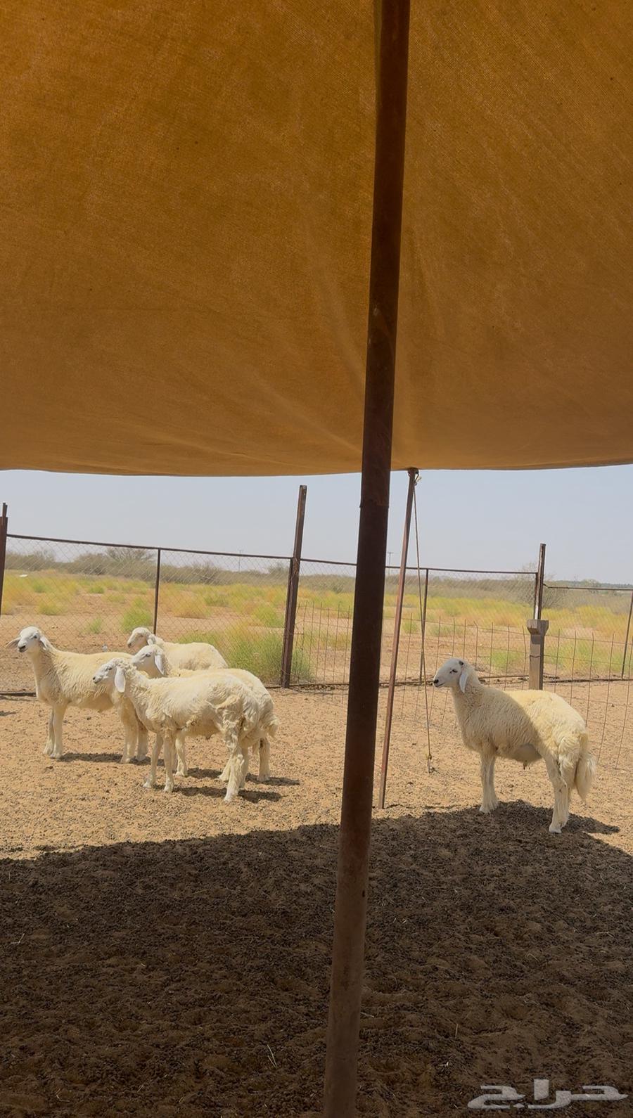 Talyan and Rikhal are selling sacrificial animals for sale.63058425288067113