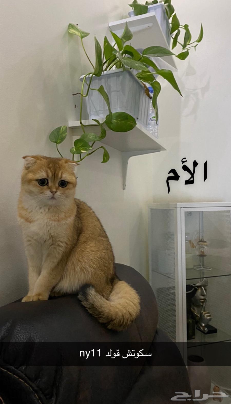 قط سكوتش فولد للبيع Ny2263067618357763114
