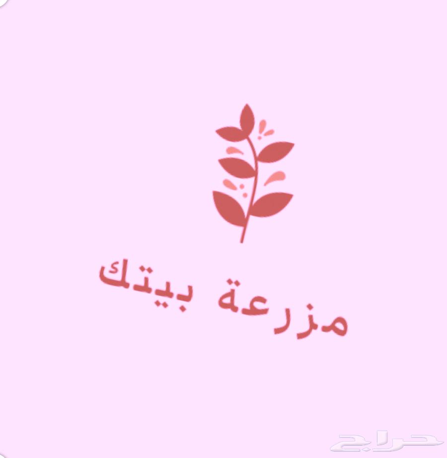 مانجو بيتك (من جازان) الأفضل لدينا63064438364673117