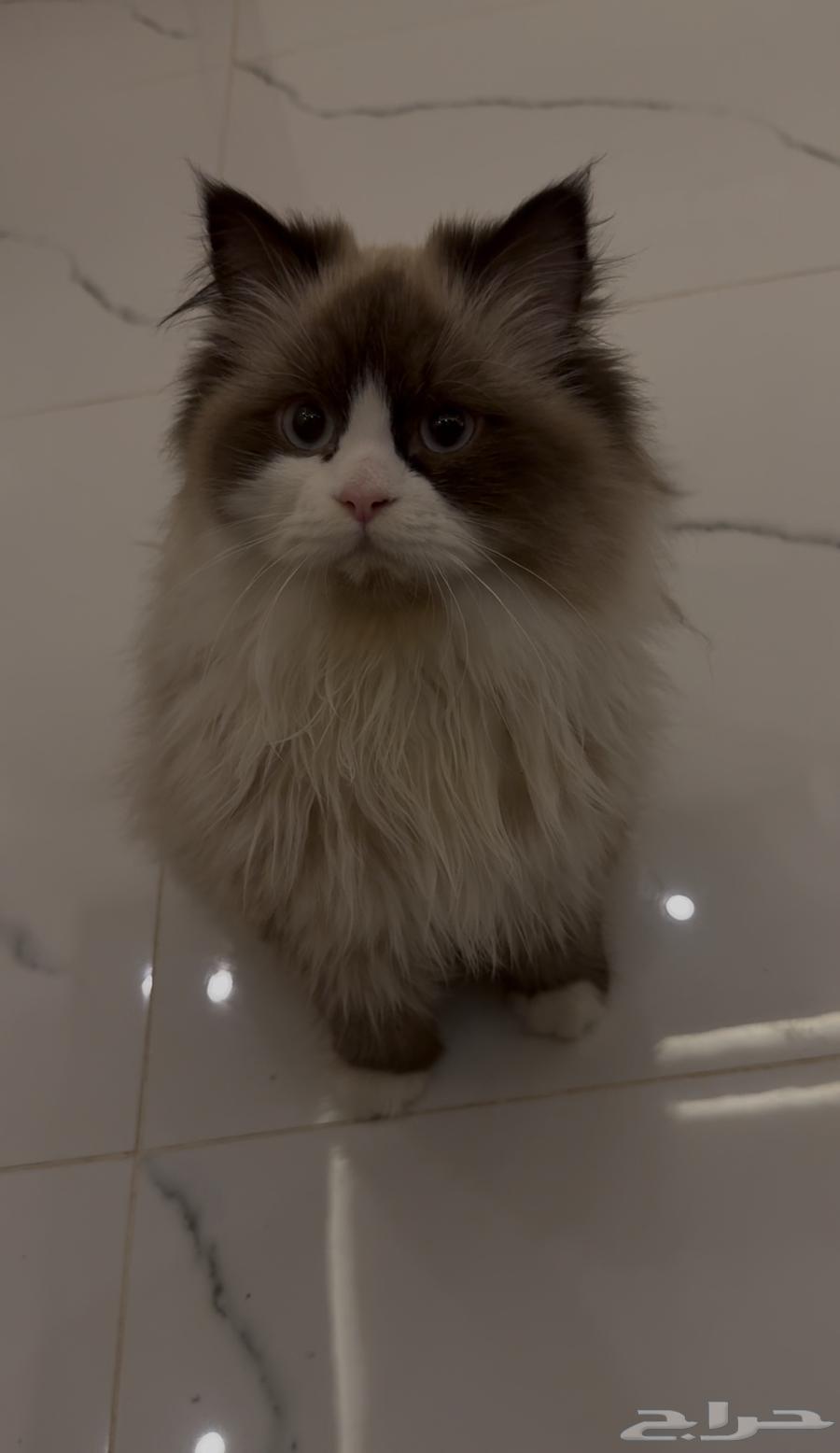 قطط هملايا راغدول نادرة63058413174529113