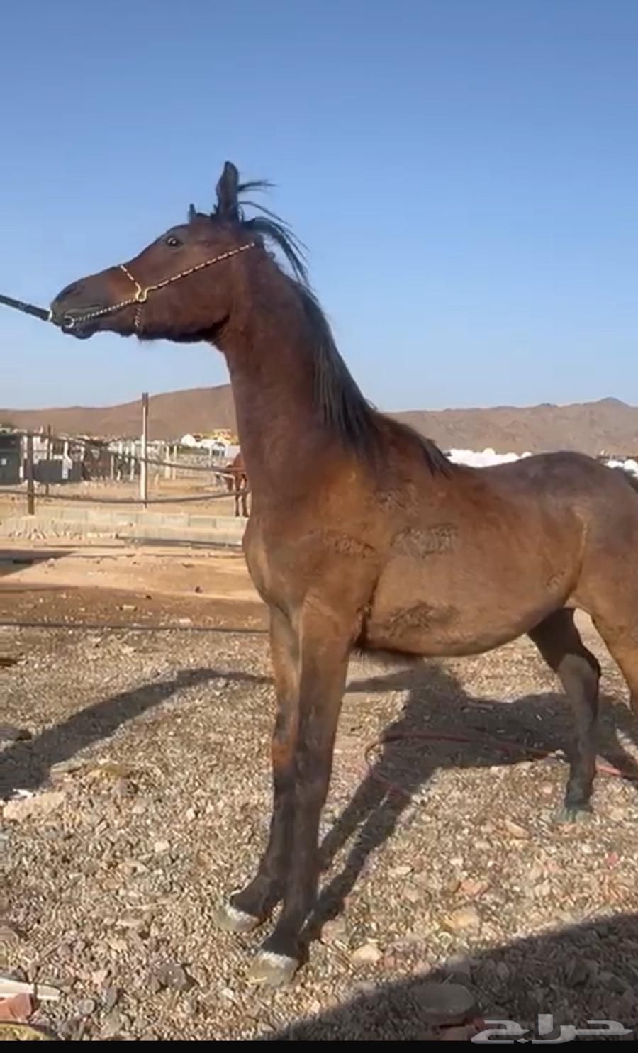 Original Arabic text:  
امهار عربيه اصيلة للبيع  

English translation (en):  
Purebred Arabian mares for sale63058831955841114