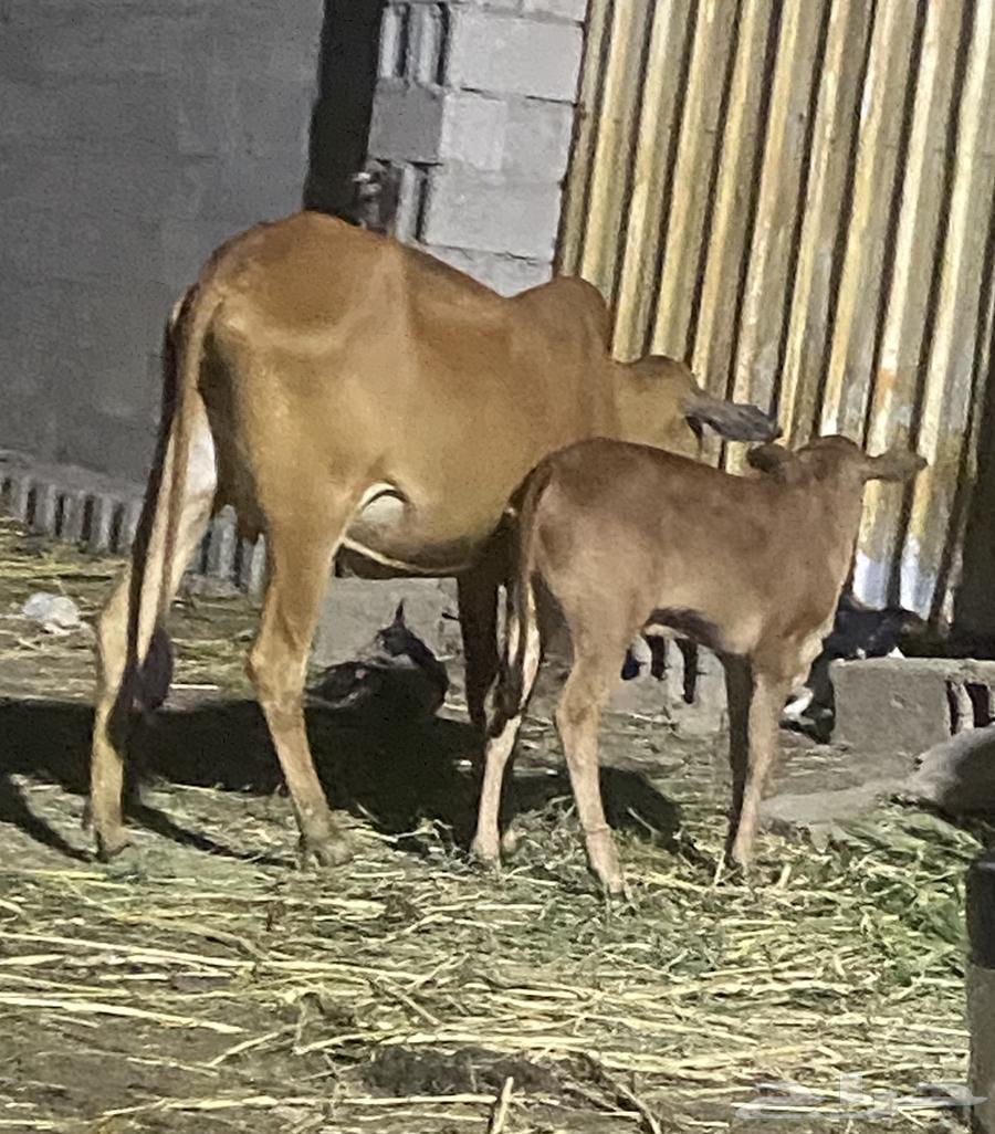 Cows are conditional on anything.63078568141826113