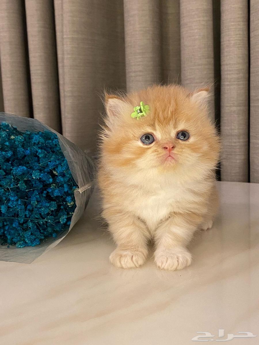 Scotch Fold Cats for sale63058443223170112
